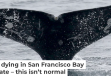 Gray whales have unique markings, making it possible to track each one in the bay. Jane Tyska/Digital First Media/East Bay Times via Getty Images